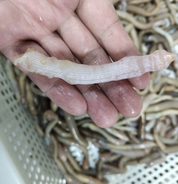 沙虫去沙去脏清洗干净托盘装坐标丹东东港海源水产