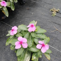 长春花，广东省佛山基地直销