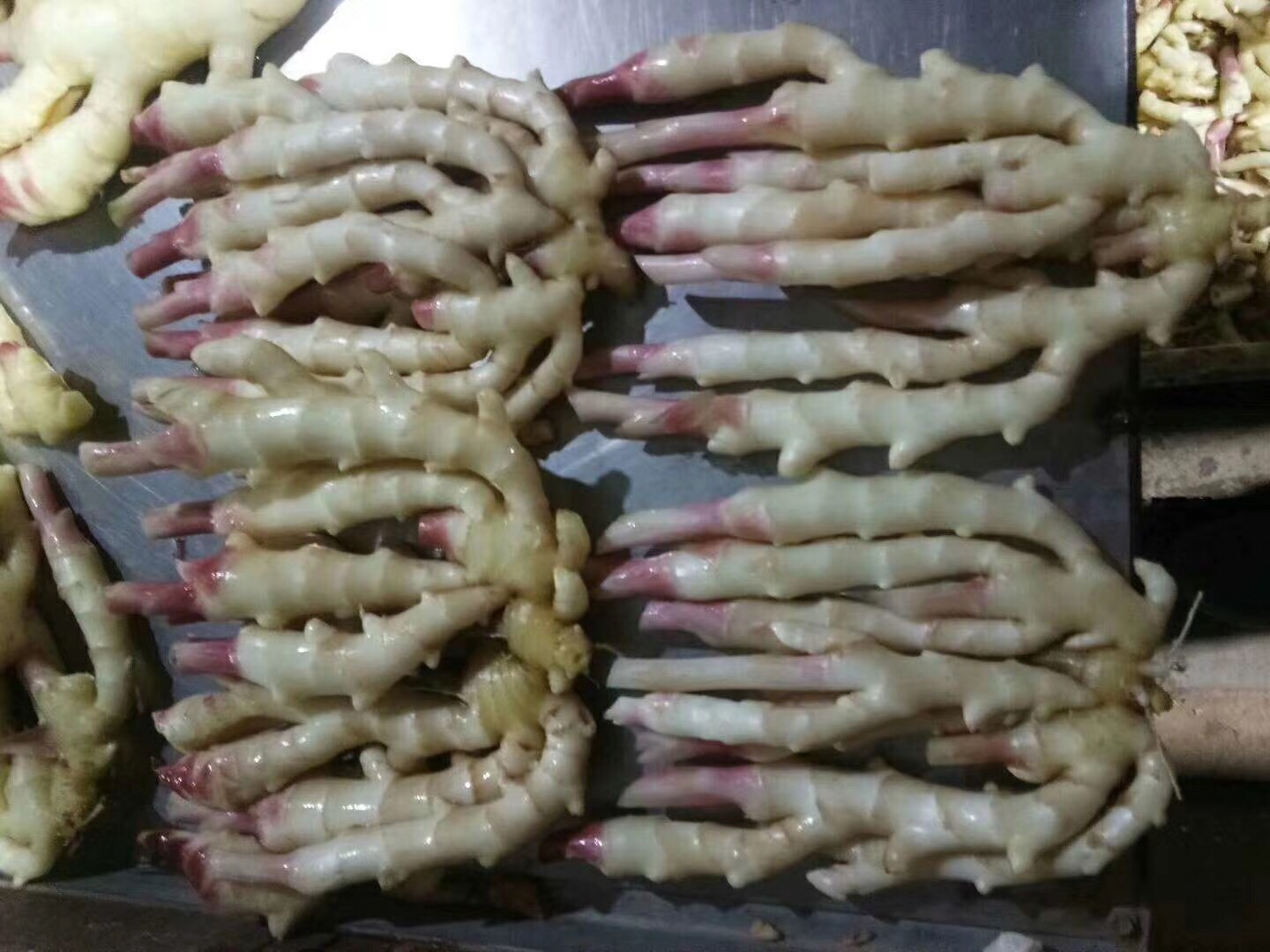 红芽姜不同生长阶段的对比图