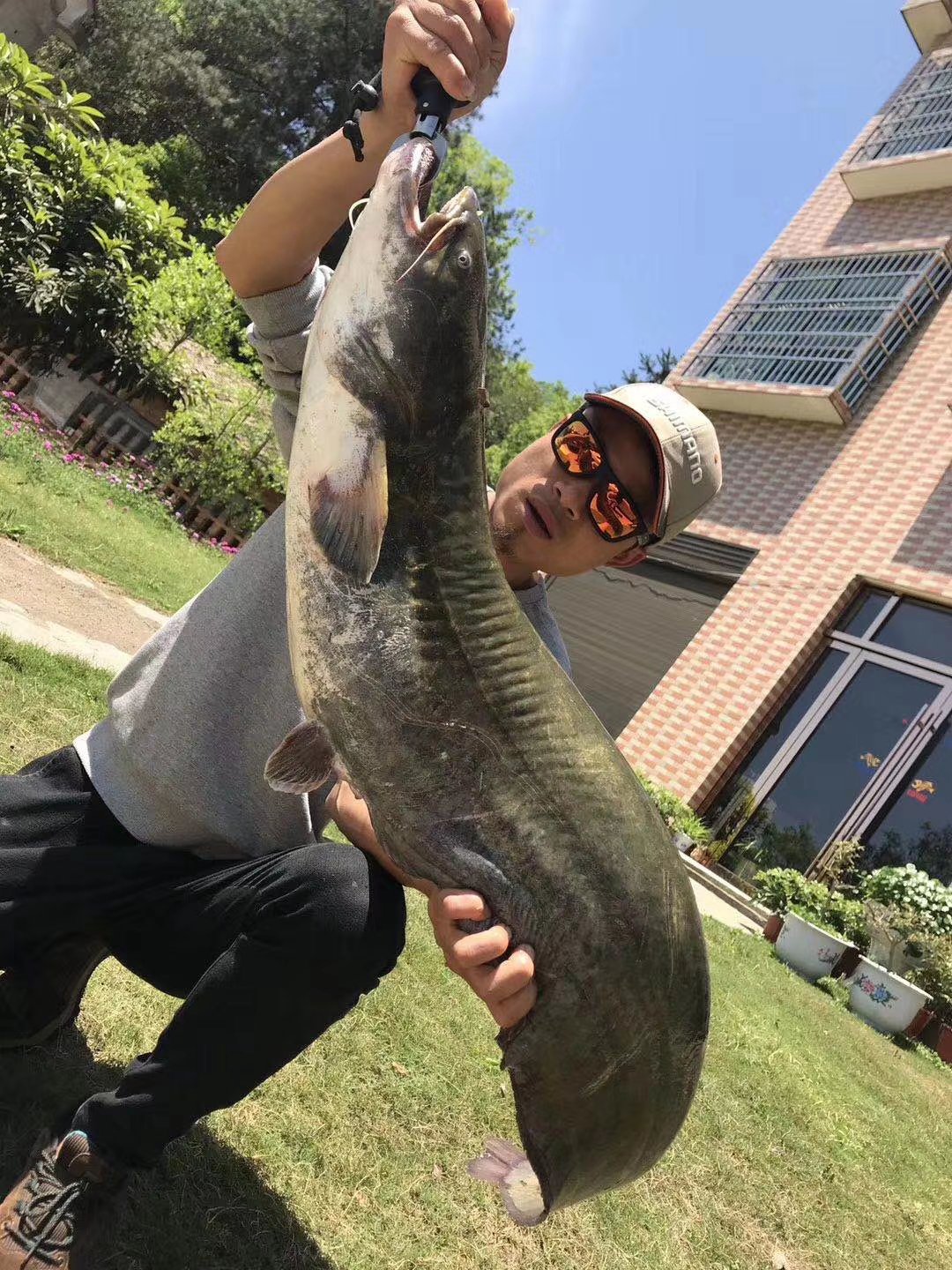 [大口鲶批发]路亚垂钓大口鲶鱼价格9.00元/斤 - 一亩田