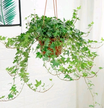 常春藤绿植吊兰植物盆栽花卉常青藤净化空气花卉盆栽花卉植物