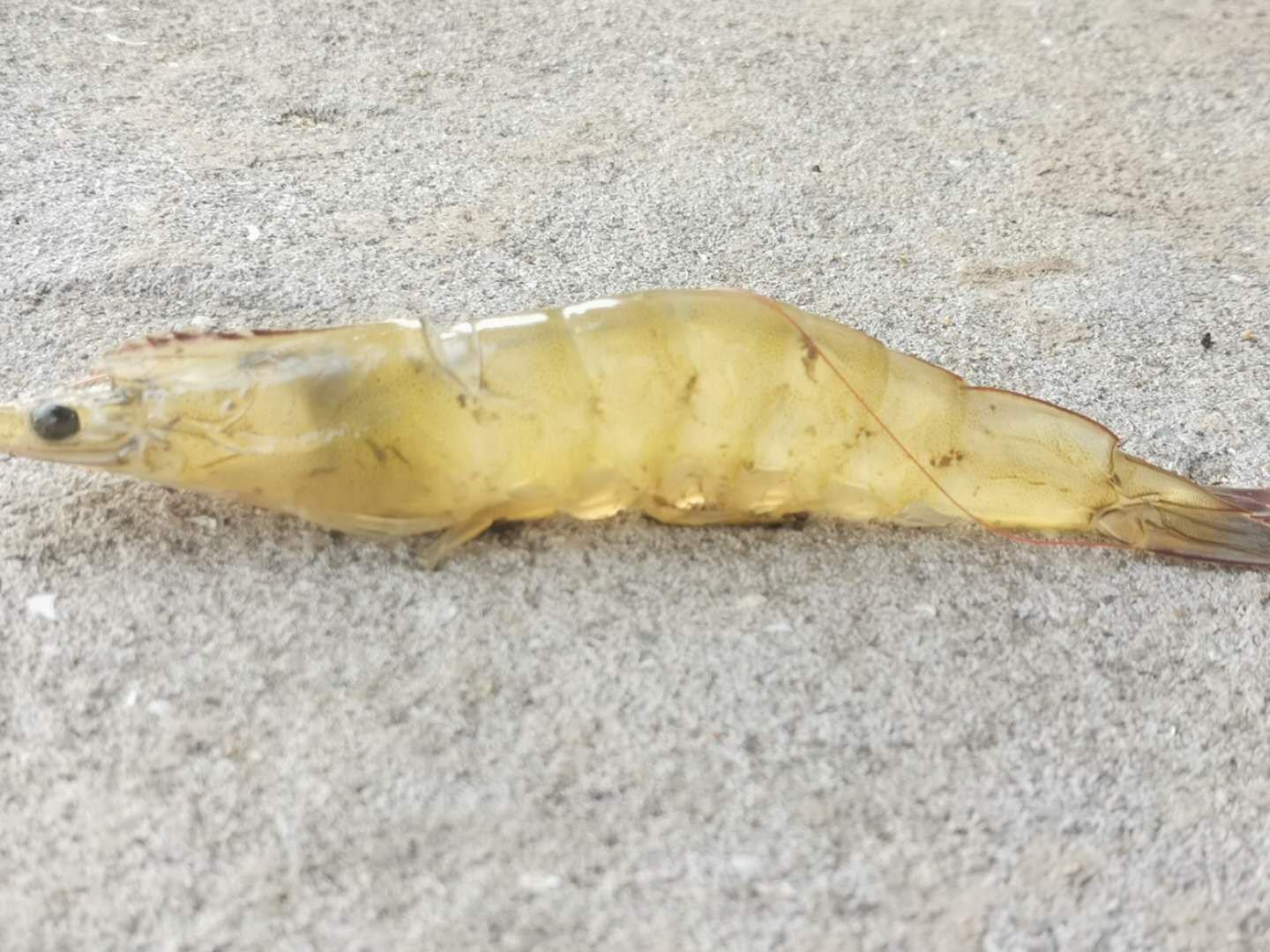 对虾头部结构示意图
