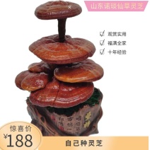 【灵芝盆景】山东冠县自家种植，货源有保障，欢迎来产地考察
