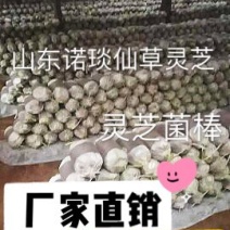 山东冠县灵芝菌棒️️，自产自销，可来我家大棚看货