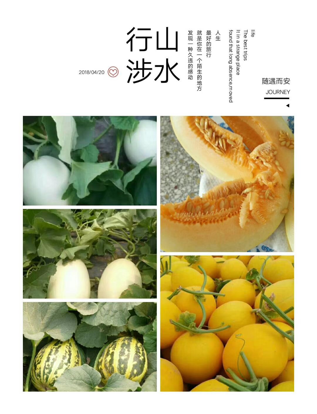 羊角蜜甜瓜熟度好糖度高大量上市产地直发质量保障