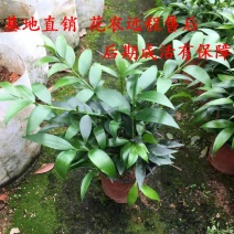 竹柏盆栽植物室内办公室客厅懒人好养吸甲醛植物驱蚊盆栽四季