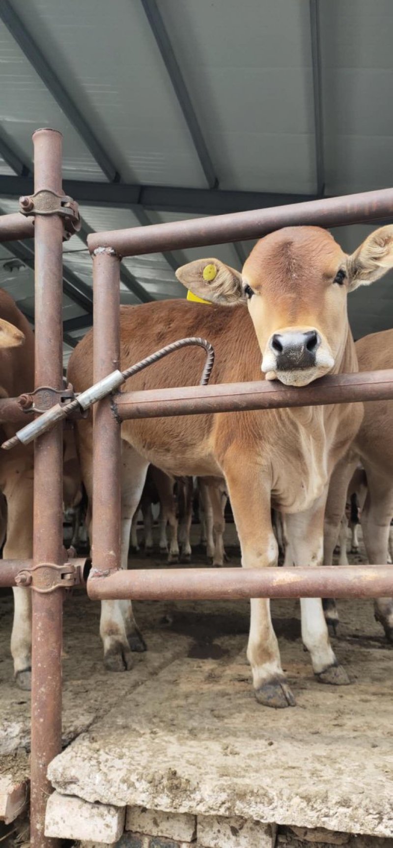 關于西苑醫院黃牛加號掛號黃牛的信息