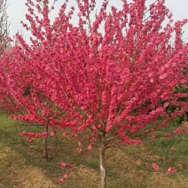 红花碧桃供应，基地直销6-8公分红花碧桃