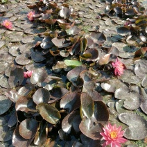 观赏荷花，睡莲，水葫芦