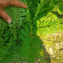 蓝花楹树苗，小杯，移植白袋。