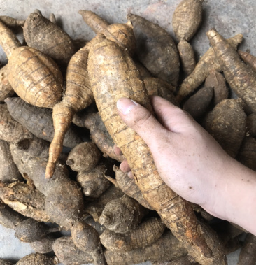 正宗黑皮野生牛大力质量保证规格好量大从优