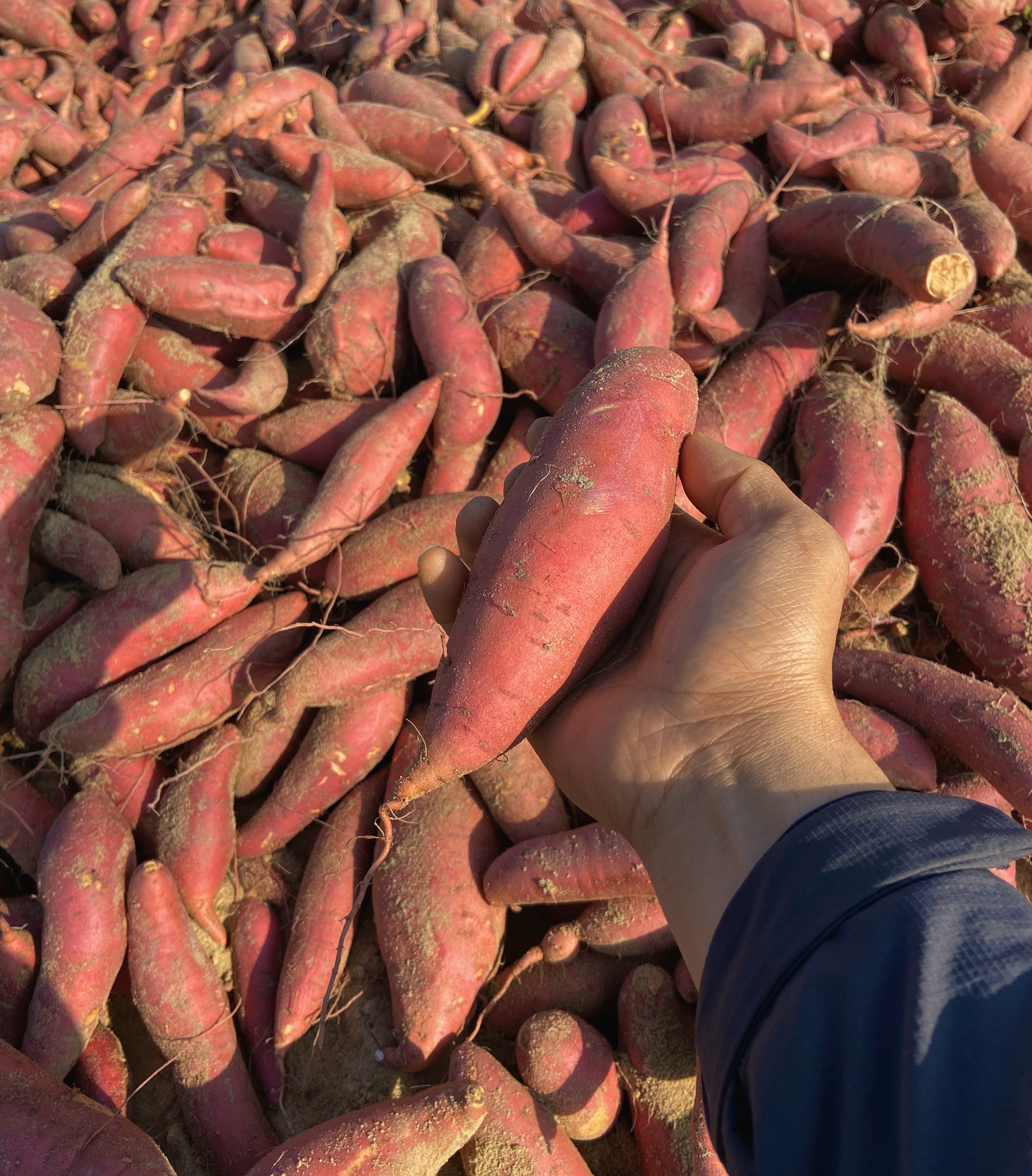 新品爆款 六鳌蜜薯 一手货源 支持一件代发