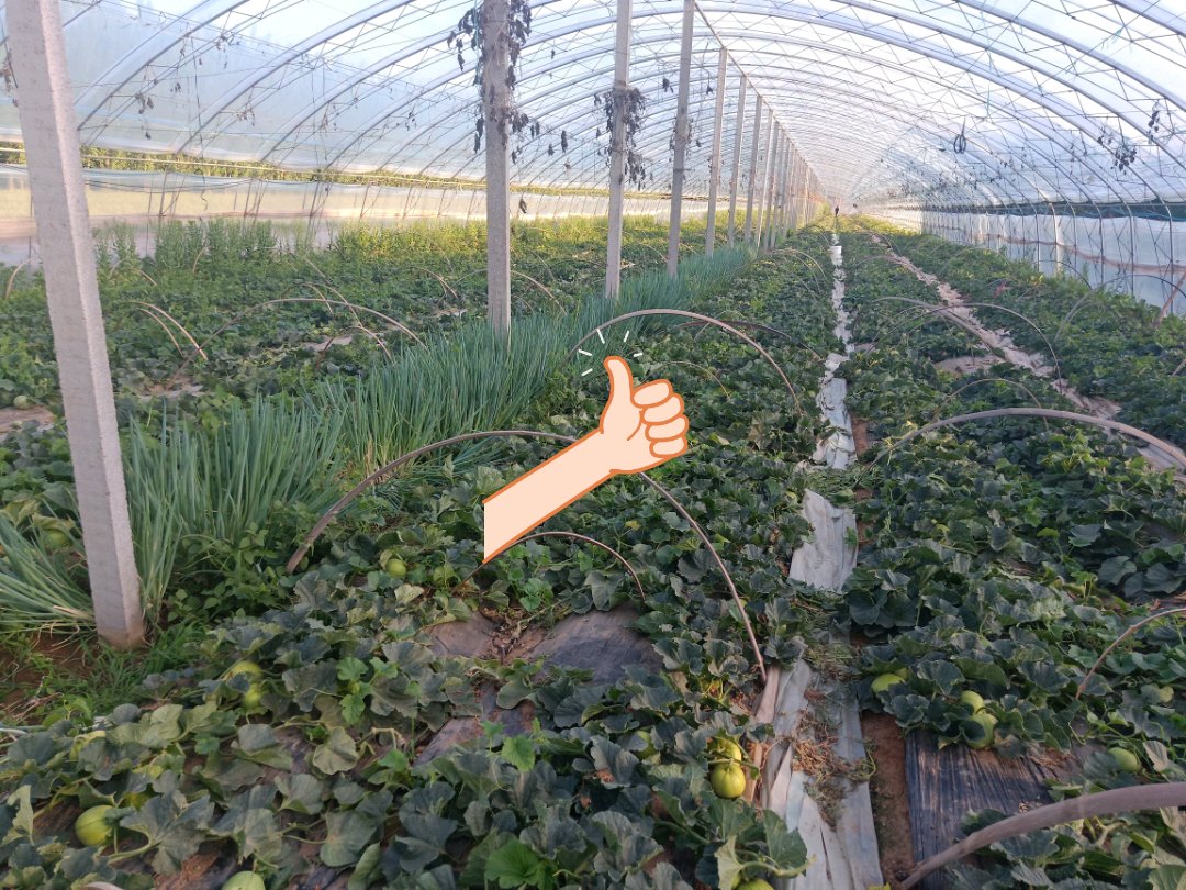 甜王西瓜田间对比试验实景图