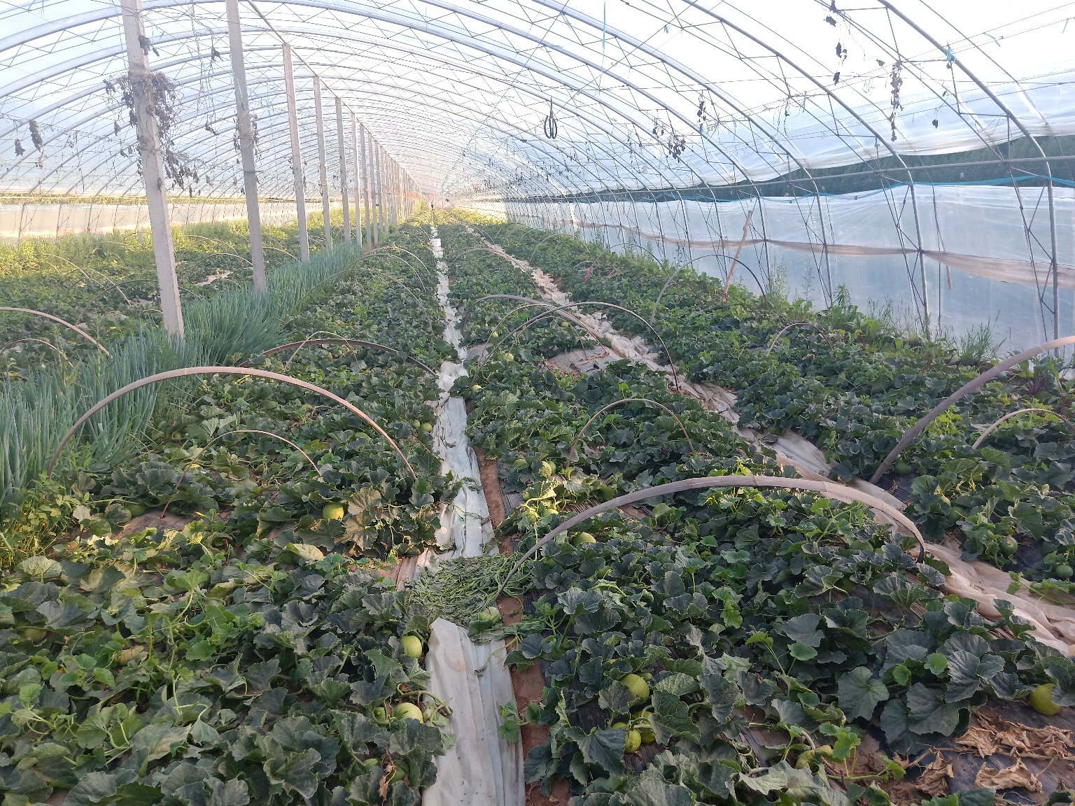 绿宝甜瓜种植场景