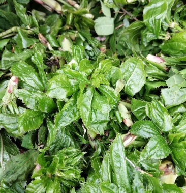 [刺五加批发]刺五加,五爪菜价格12.00元/斤 - 一亩田