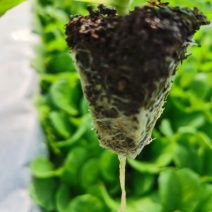 大白菜苗，基地直供，抗根肿，耐高温，苗子粗壮，