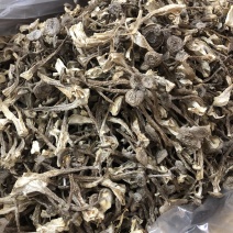 鹿茸菇