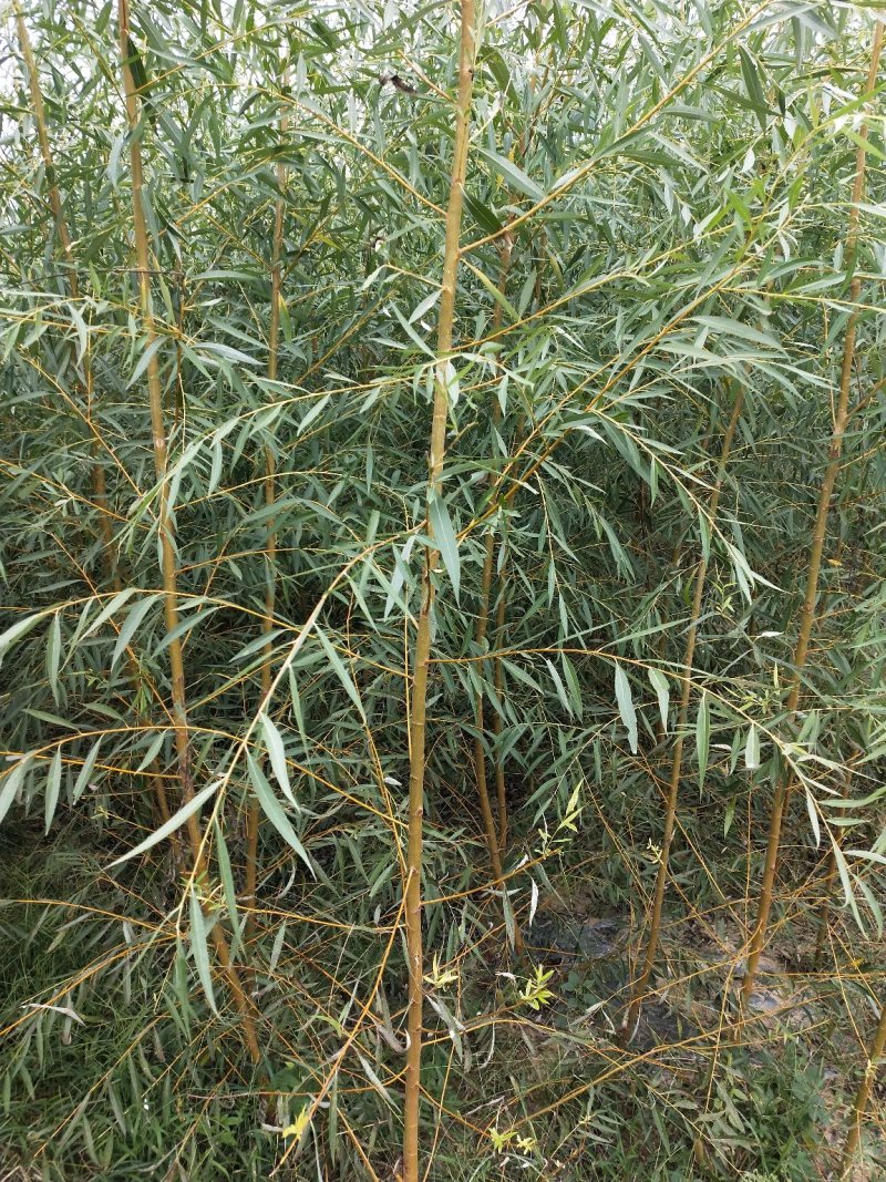 【牛商推荐】柳树苗,垂柳苗,金丝垂柳苗苗木种苗1一5公分