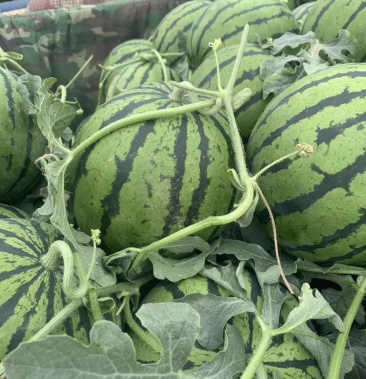 京欣系列西瓜口感好沙甜深受消费者喜欢