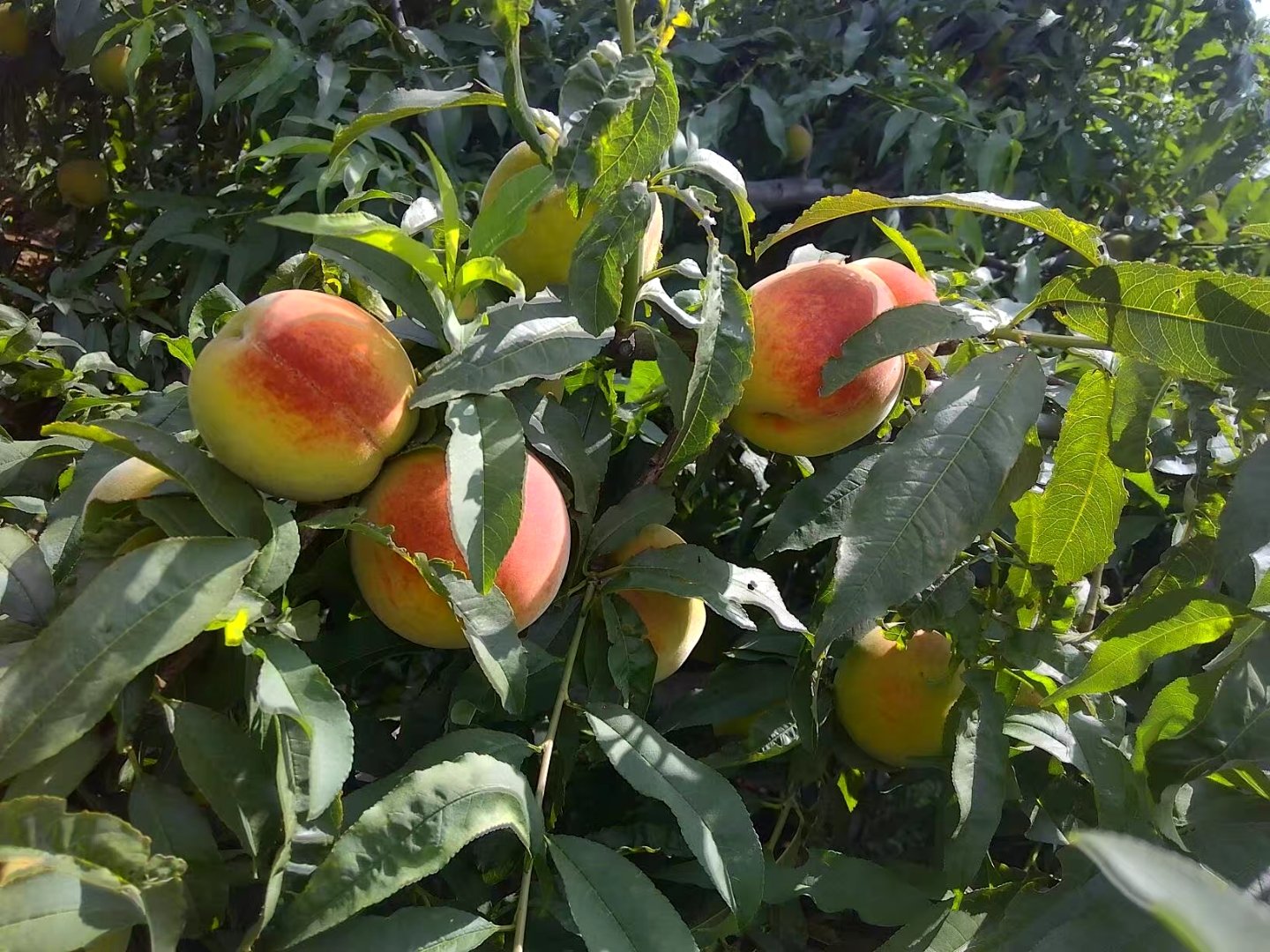 83黄桃成熟果实特写