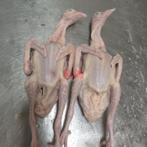 新鲜乳鸽，大小规格都有，大量批发