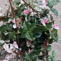 花叶络石，规格齐全，基地直销，质量保证，可实地考察