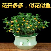 金鱼吊兰金鱼花苗亲嘴鱼口红吊兰四季常青花卉室内盆栽绿植吸