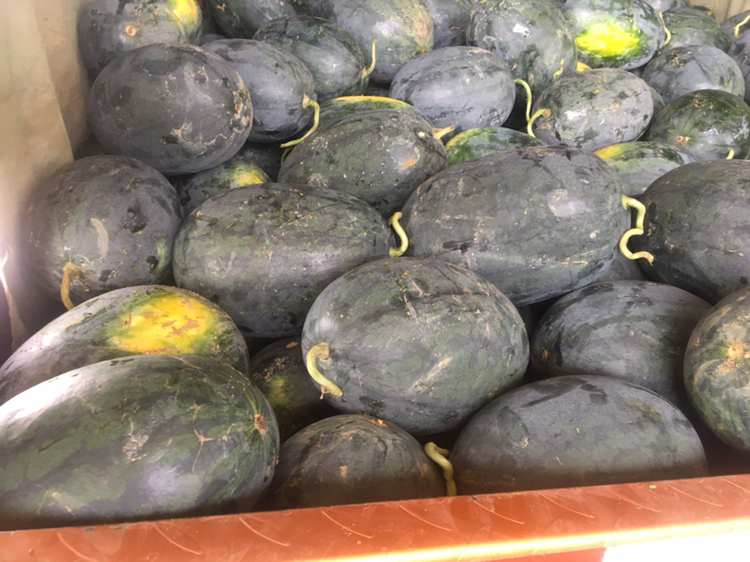 西瓜分级包装车间