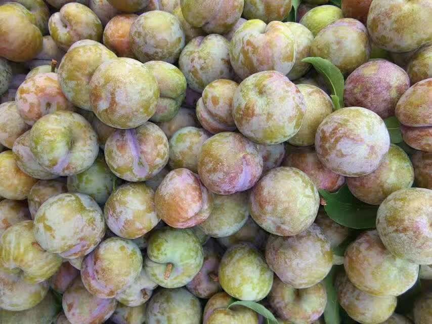 三华李子特写