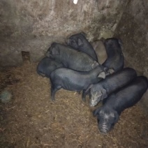 高产黑猪专业繁育基地