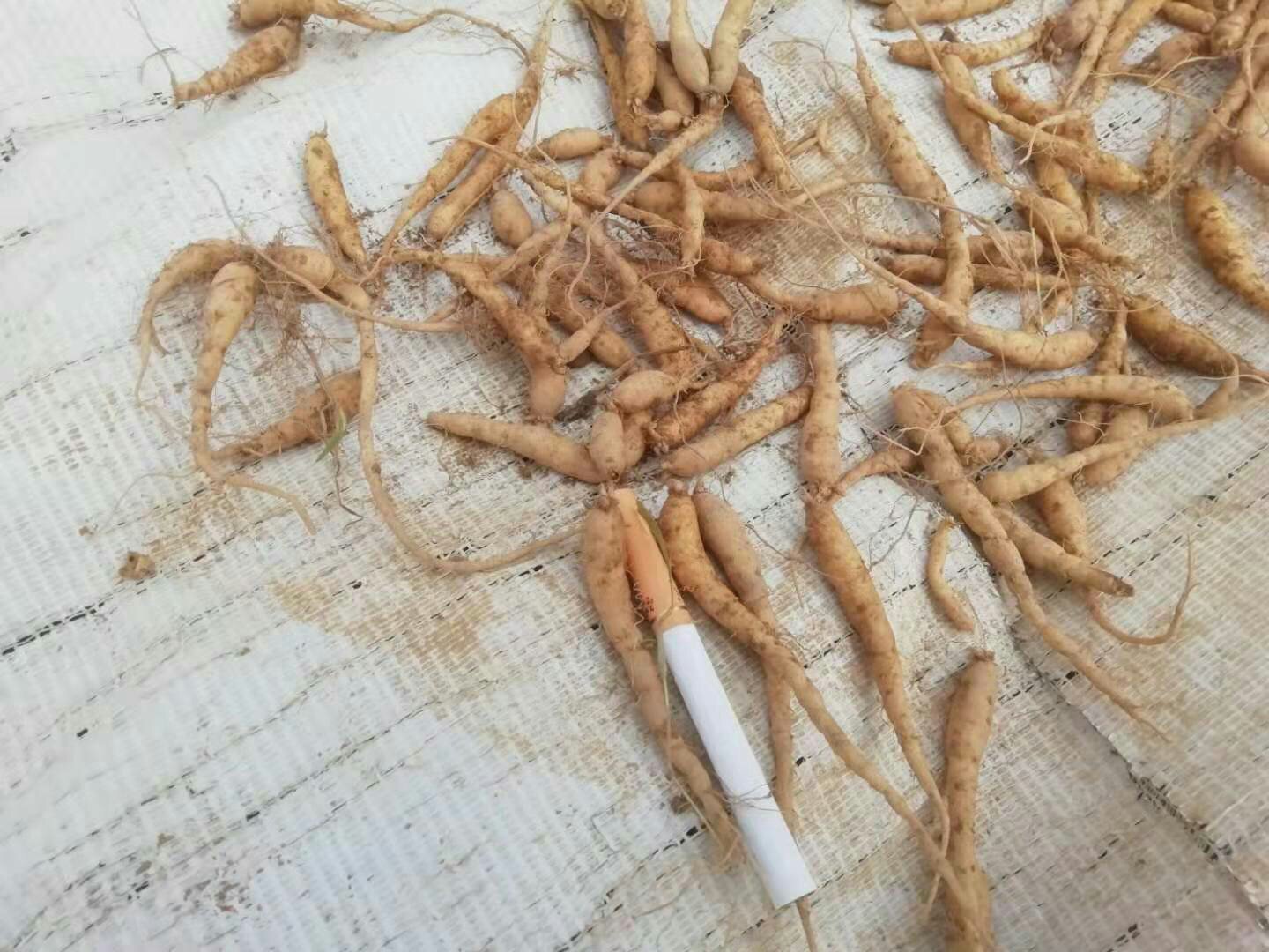 西洋参与太子参植物形态对比图