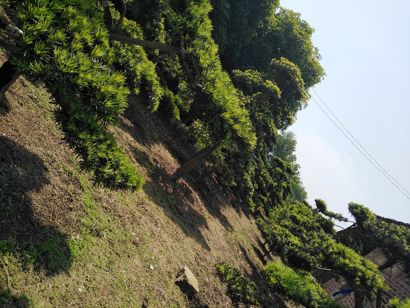 阳光下的城市公园场景,一位年轻母亲拉着约5岁孩子的手,指向一株挂着红色种托的罗汉松,表情认真地进行讲解,背景中有‘请勿采摘’的警示牌 一位母亲牵着孩子在公园里远离罗汉松植株