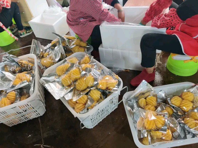 菠萝批发基地现代化分拣车间实景