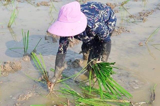 广西桂林阳朔毛马蹄种植基地航拍图,展示成片种植的水田环境 毛马蹄种植基地航拍图
