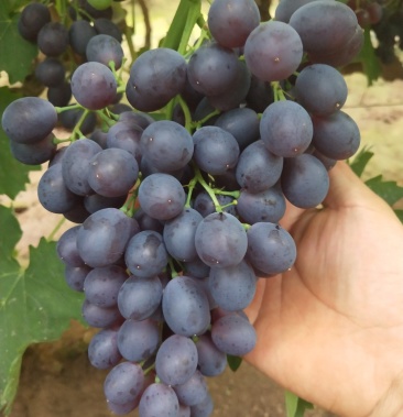 玫瑰香葡萄无籽大颗粒精品玫瑰香香味浓郁