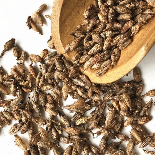 金沙牛10克野生清水地牯牛正品蚁狮金砂牛沙牛沙鸡金沙牛包