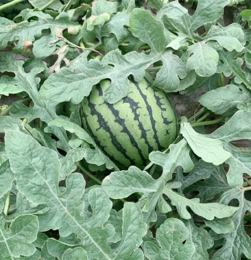 [全美2k西瓜批发]固堤西瓜全美2k红玉价格0.30元/斤 - 一亩田