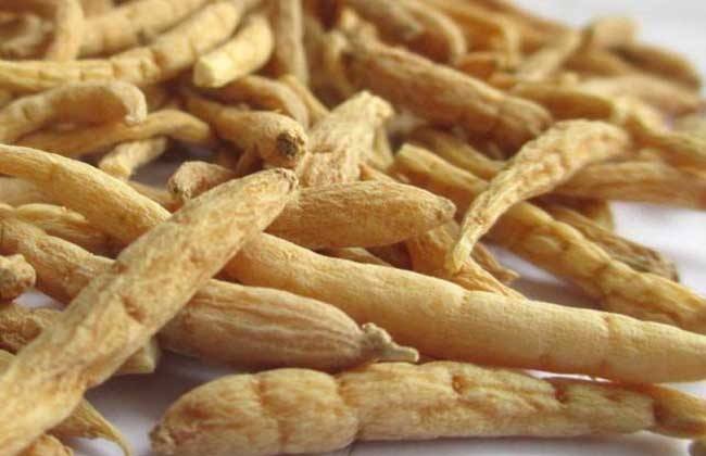 中国西洋参与太子参主产区地理分布图