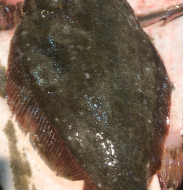 鸦片鱼比目鱼扁鱼江苏连云港海头海鲜原产地直发