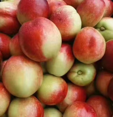 [批发]非大棚518油桃上市价格1.30元/斤 - 一亩田