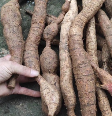 广西十万大山纯野生牛大力