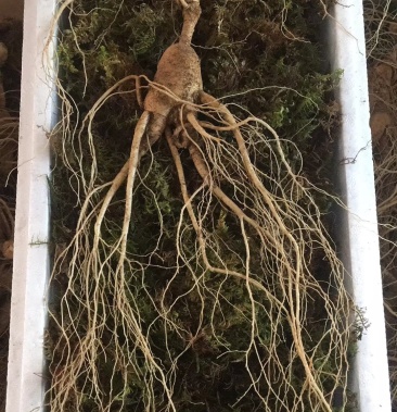 [人参批发]东北宽甸土特产石柱参林下参 一手货源自产自销长白山林下