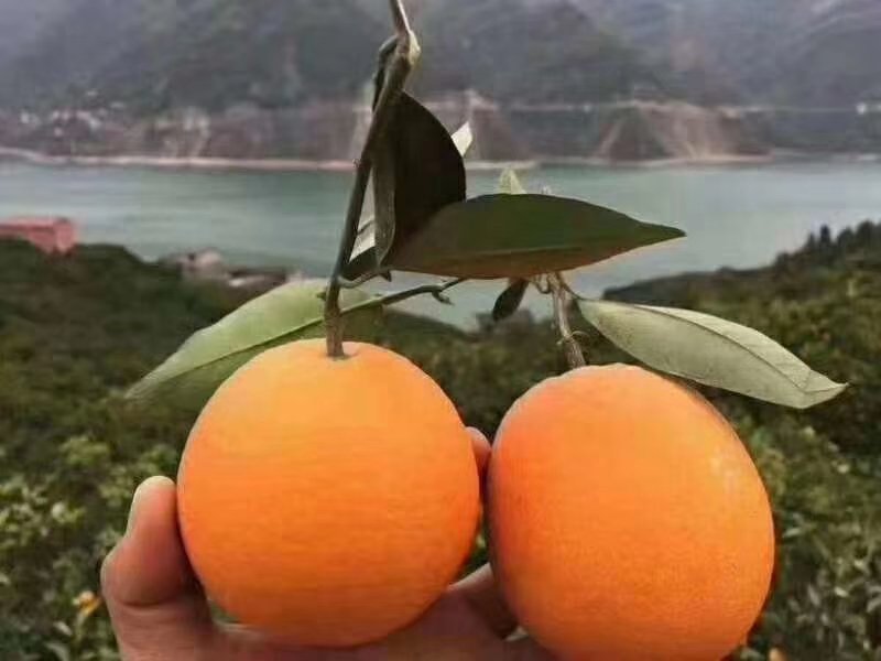 高清特写镜头下,三颗刚采摘的伦晚脐橙摆放在木制托盘上,果皮呈现自然橙红色,表面带有细微油胞点,切开一颗露出饱满晶莹的果肉,汁水欲滴,背景为浅色麻布纹理 新鲜采摘的伦晚脐橙特写