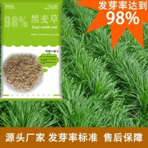 多年生黑麦草牛羊蓄牧草坪种子批发花园小区发芽率高技术指导