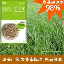 厂家批发百喜草绿化工程草地山坡边坡草种子发芽易生长指导