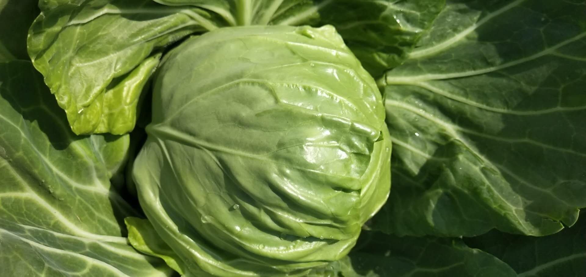 圆包菜整体外观特写