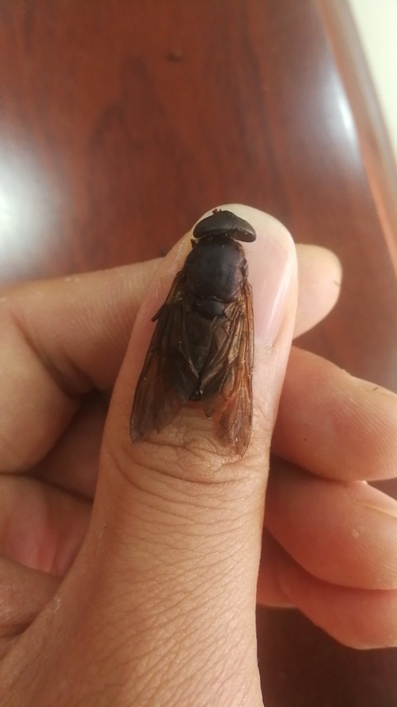 虻虫