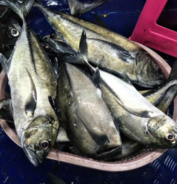 [油甘鱼批发]深海鱼类价格25.00元/斤 - 一亩田