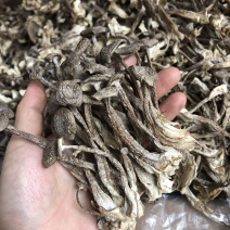 鹿茸菇