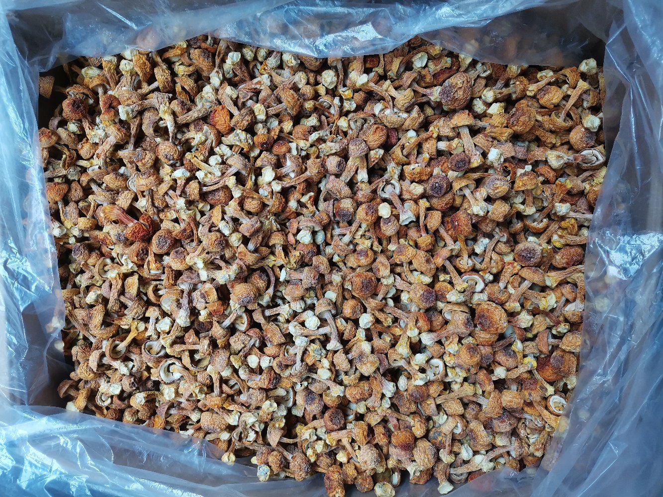 新鲜采摘的蘑菇姬松茸,伞盖饱满,色泽自然,表面带有细腻的白色鳞片 姬松茸实物图